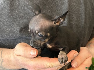Chihuahua dogs Black Pearl - Ad 5