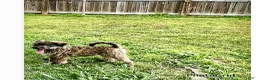Aussiedoodle dogs for sale: Aussiedoodle Puppy 3 - Ad 1