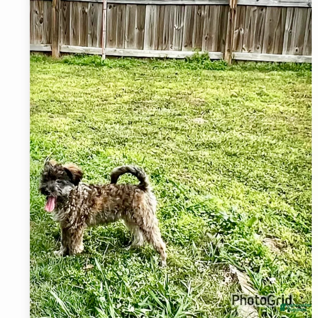 Aussiedoodle dogs for sale: Aussiedoodle Puppy 3 - Ad 1