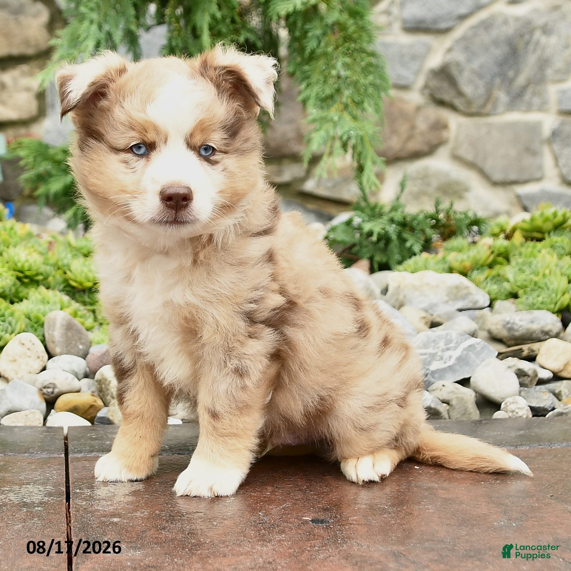 Mini Aussiedoodle dogs Jessie - Ad 2
