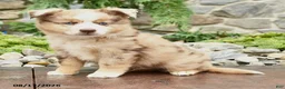 Mini Aussiedoodle dogs for sale: Jessie - Ad 2