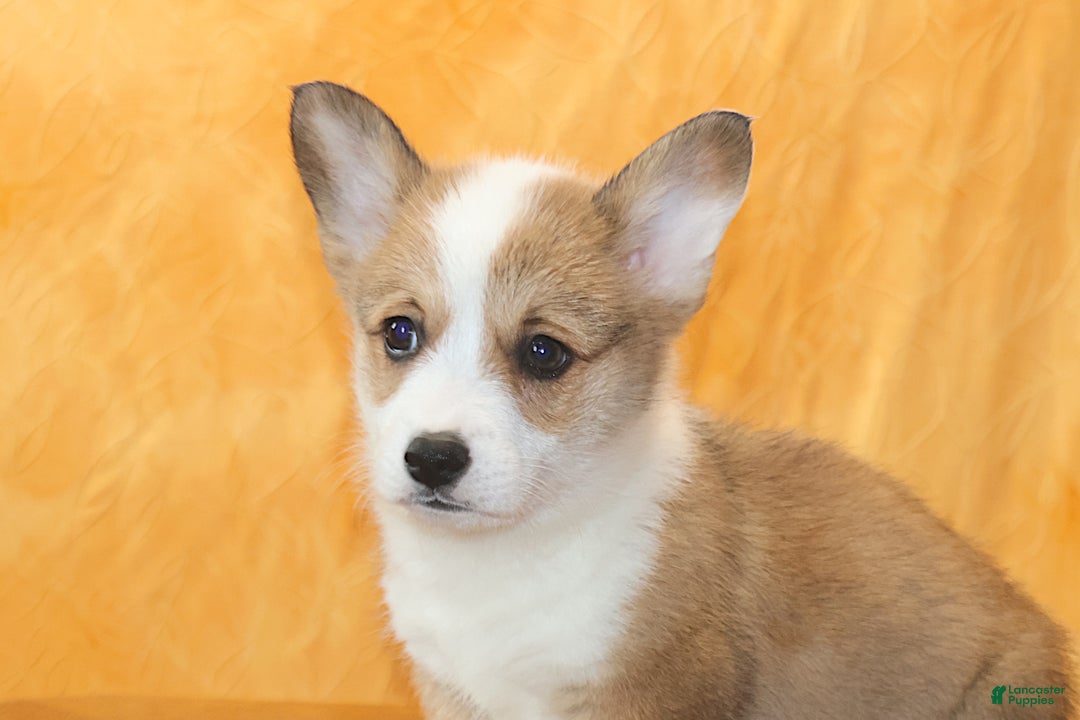 Welsh Corgi Pembroke dogs for sale: Brady - Ad 2