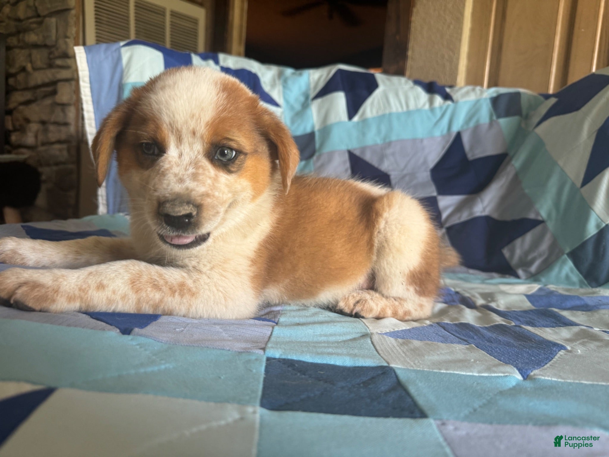 Mixed Breed dogs Male #4 - Ad 38