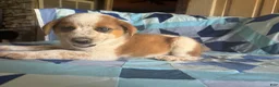 Mixed Breed dogs for sale: Male #4 - Ad 1