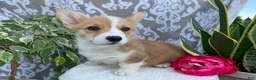 Welsh Corgi Pembroke dogs for sale: Skye - Ad 3