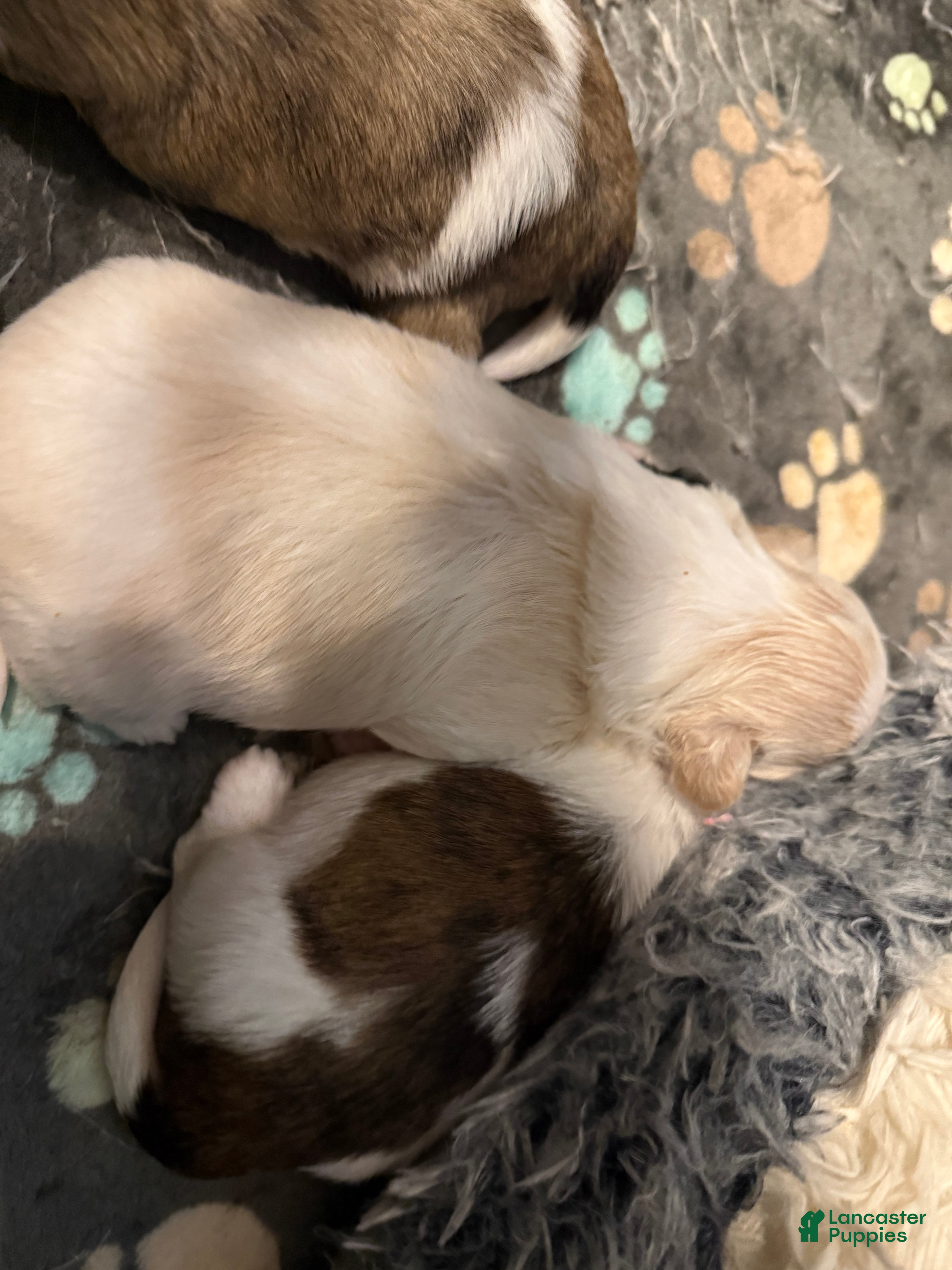 Shih Tzu dogs Shih Tzu Puppy 4 - Ad 41