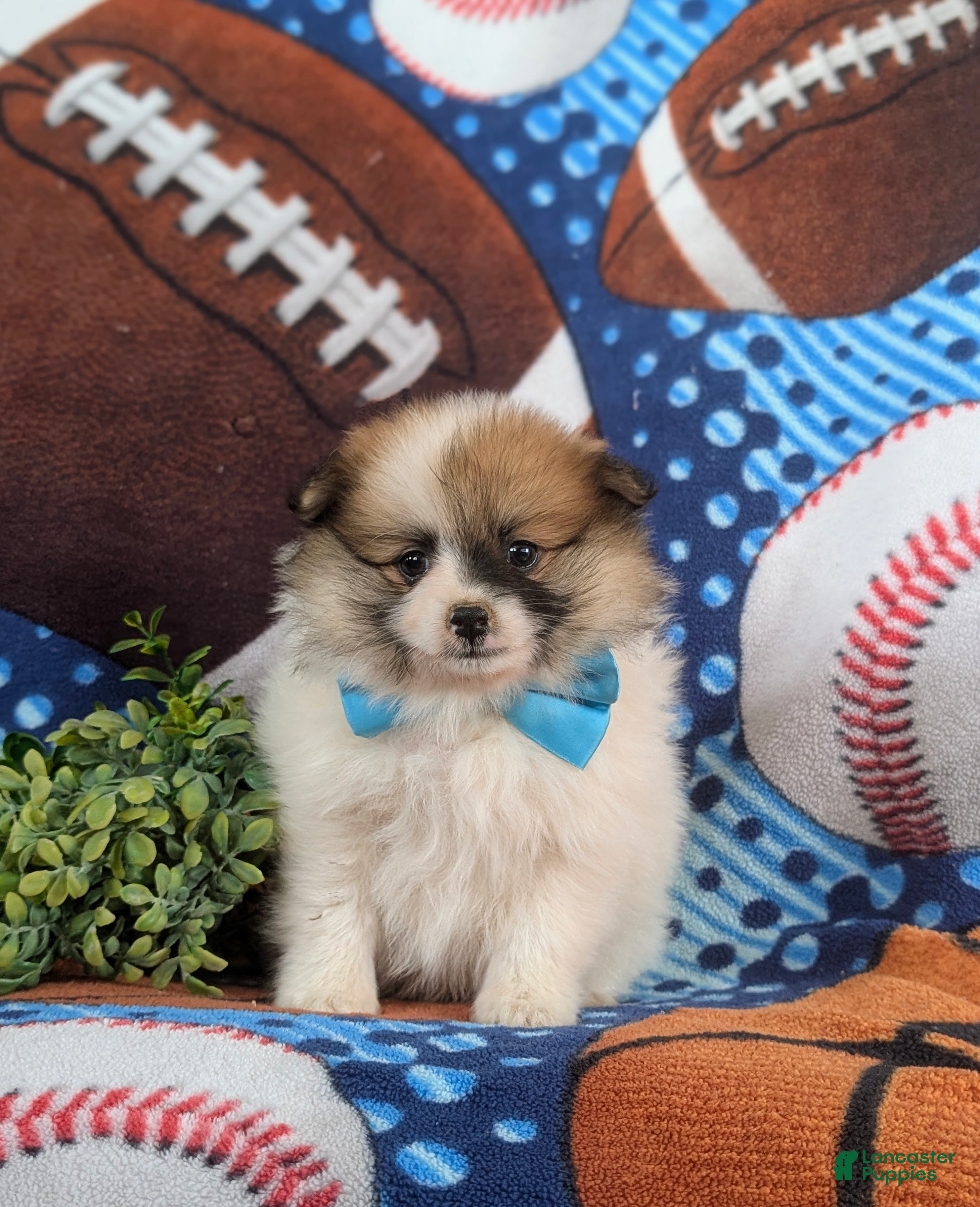 Pomeranian dogs Landen - Ad 2