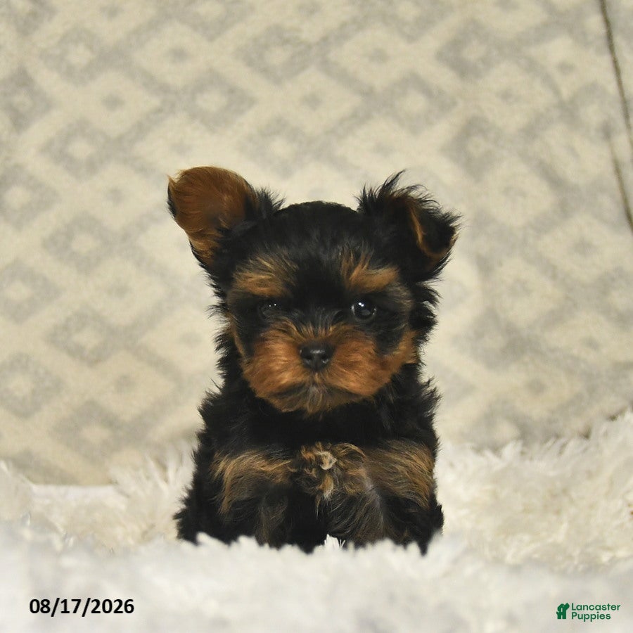 Yorkshire Terrier dogs Lavender - Ad 2
