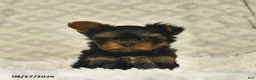 Yorkshire Terrier dogs for sale: Lavender - Ad 2