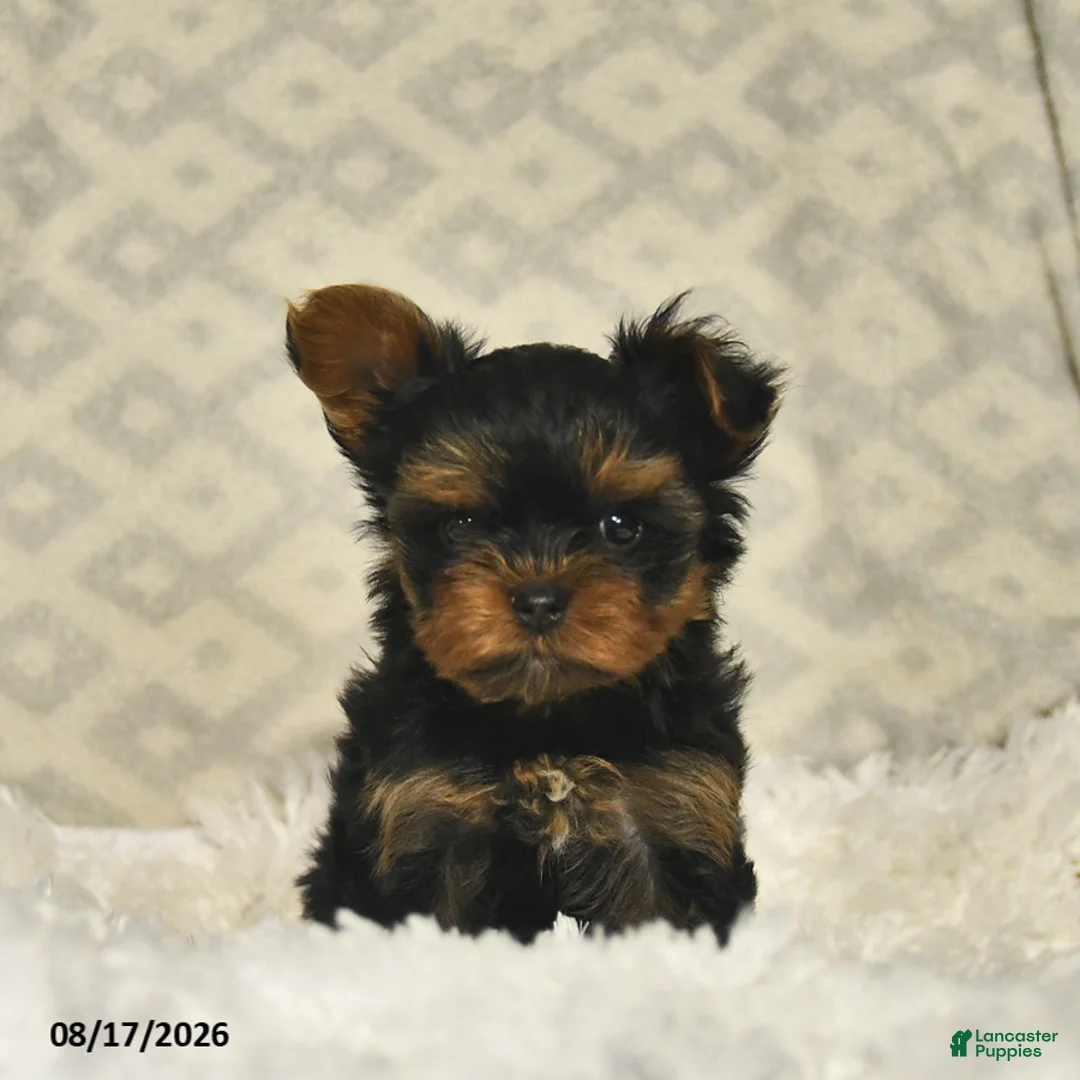 Yorkshire Terrier dogs for sale: Lavender - Ad 2