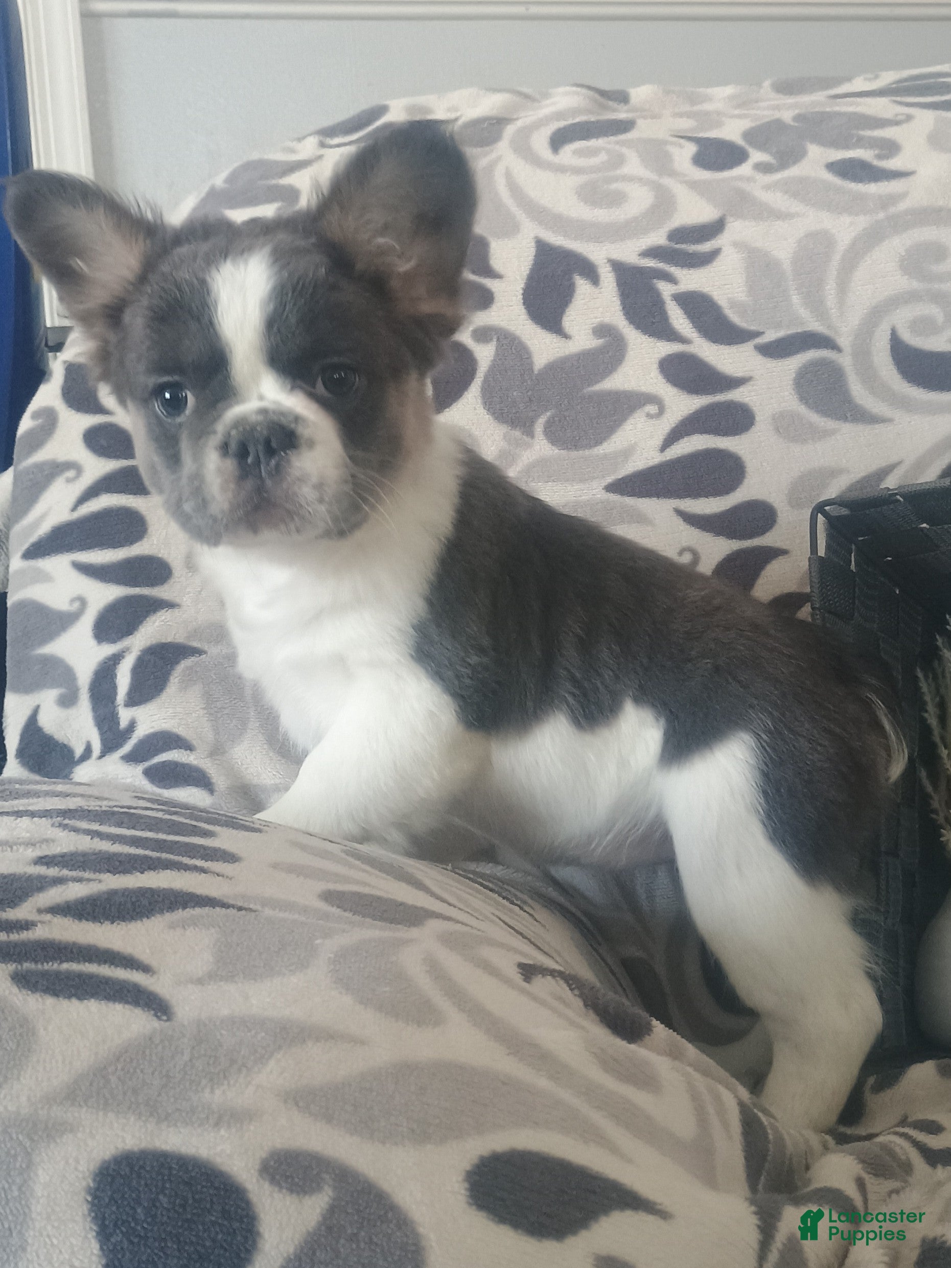 French Bulldog dogs Fluffy Tulip  - Ad 2