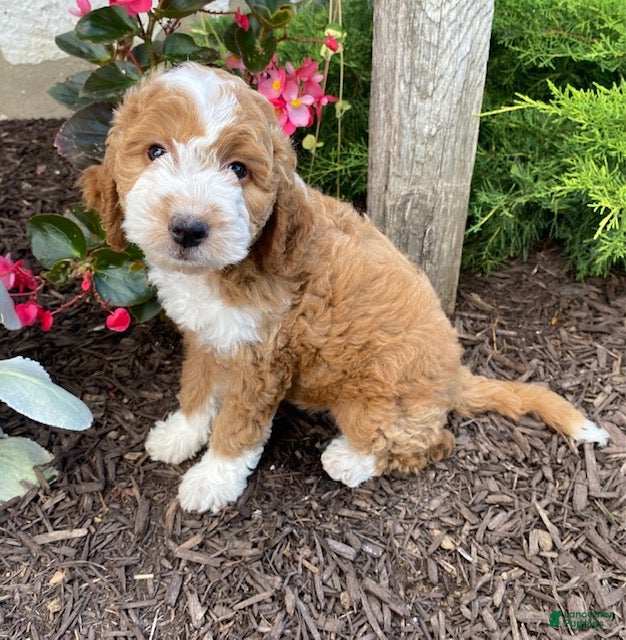 Mini Goldendoodle dogs Spice - Ad 1