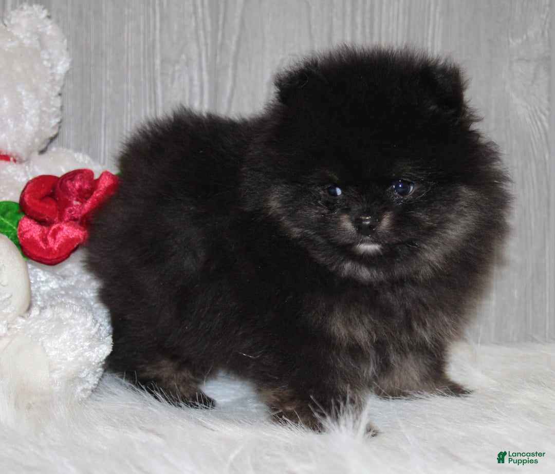 Pomeranian dogs for sale: Kason - Ad 3