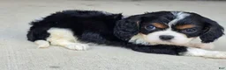 Cavalier King Charles Spaniel dogs for sale: Louie - Ad 4