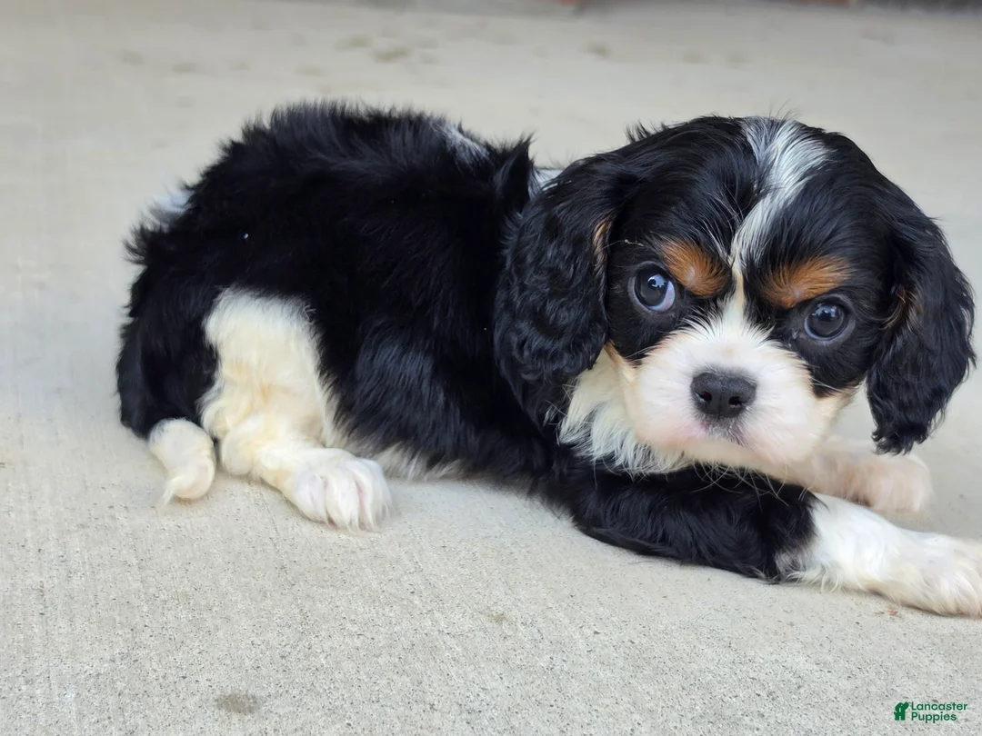 Cavalier King Charles Spaniel dogs for sale: Louie - Ad 4
