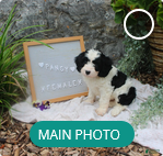 Cavapoo dogs Pansy - Ad 1