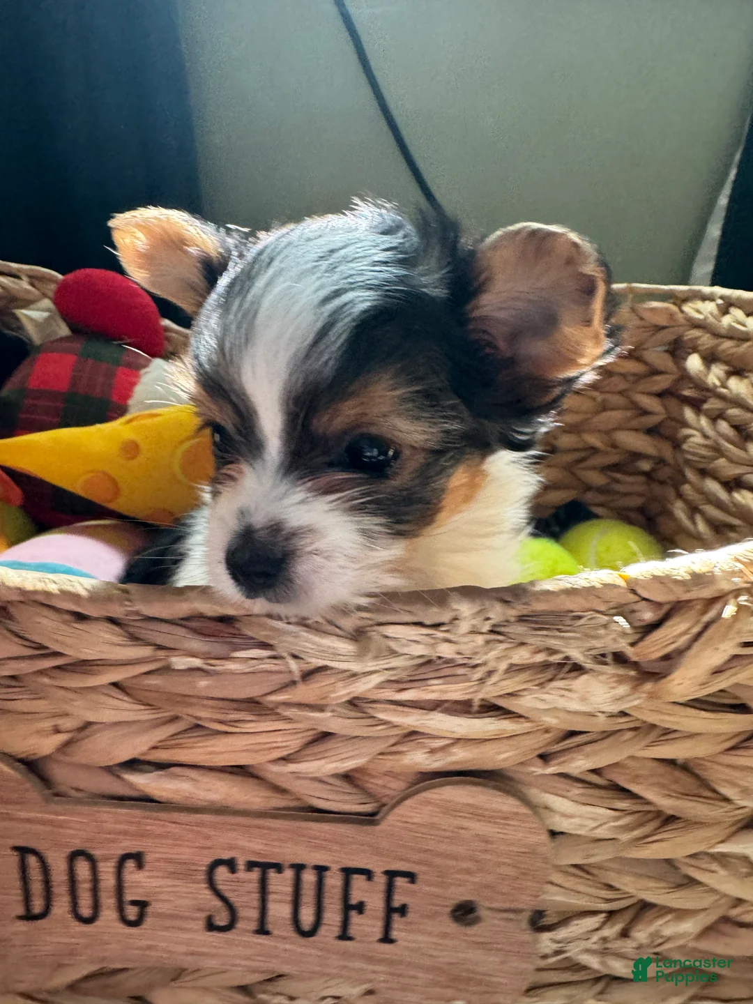 Yorkshire Terrier dogs for sale: Yorkshire Terrier Cowboy  - Ad 1