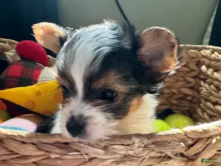 Yorkshire Terrier dogs for sale: Yorkshire Terrier Cowboy - Ad 1