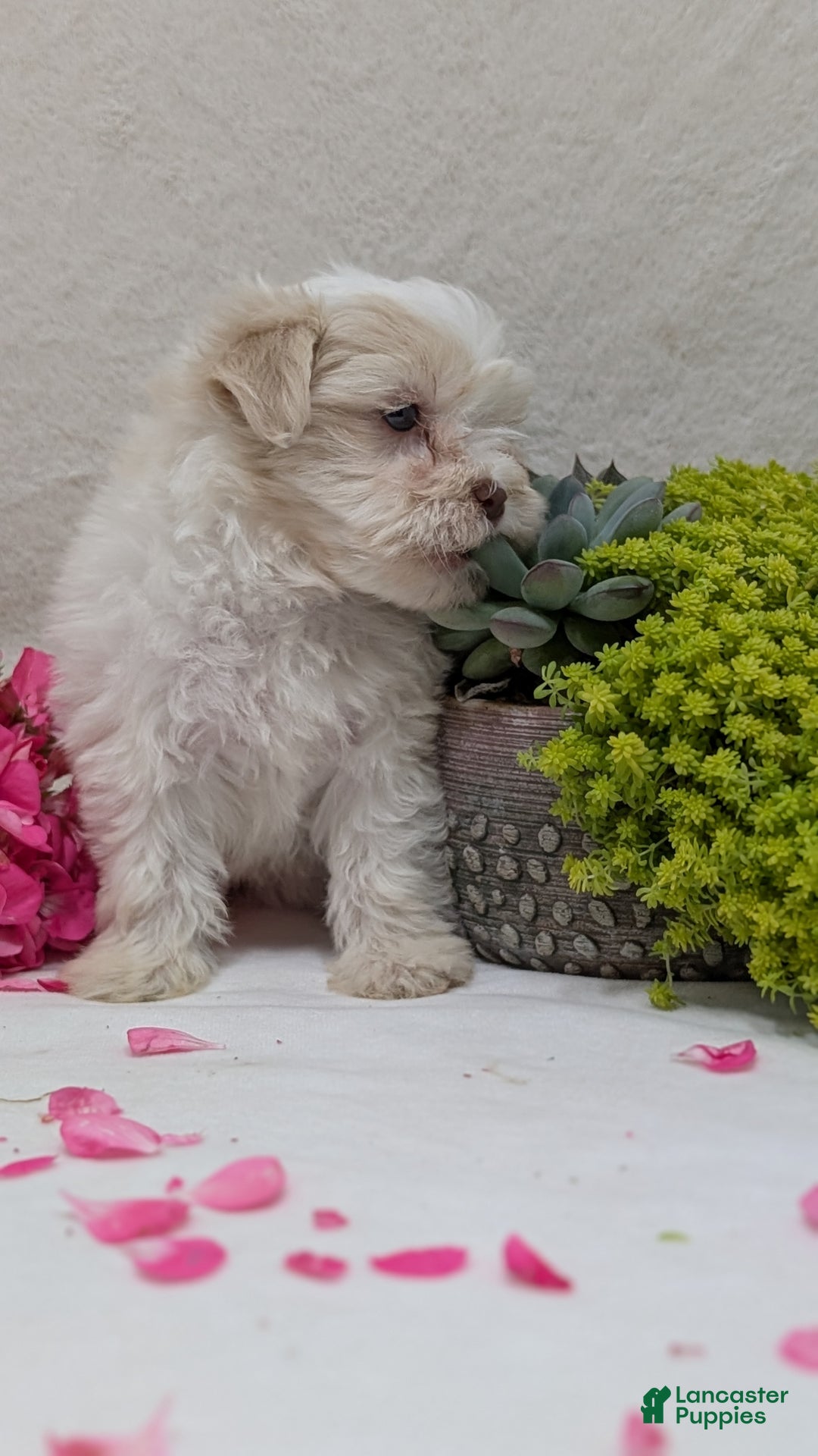 Havanese dogs for sale: Mya - Ad 9