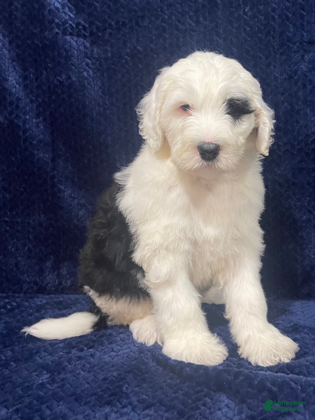 Sheepadoodle dogs for sale: Manny - Ad 1