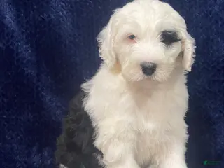 Sheepadoodle dogs Manny - Ad 30