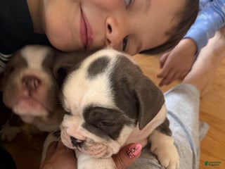 Mixed Breed dogs - Ad 26