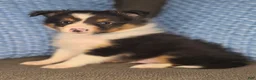 Shetland Sheepdog dogs for sale: Detroit  - Ad 15