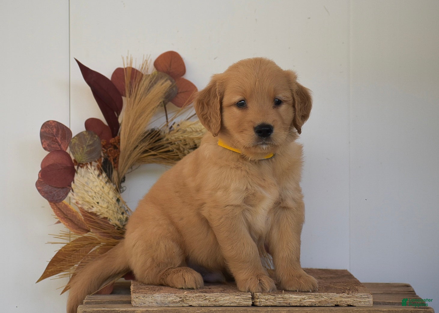 Golden Retriever dogs Kyler - Ad 2