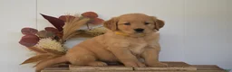 Golden Retriever dogs for sale: Kyler - Ad 2
