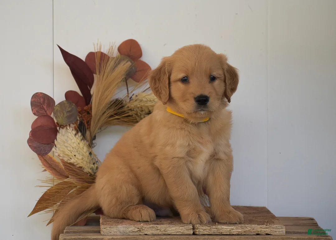 Golden Retriever dogs for sale: Kyler - Ad 2