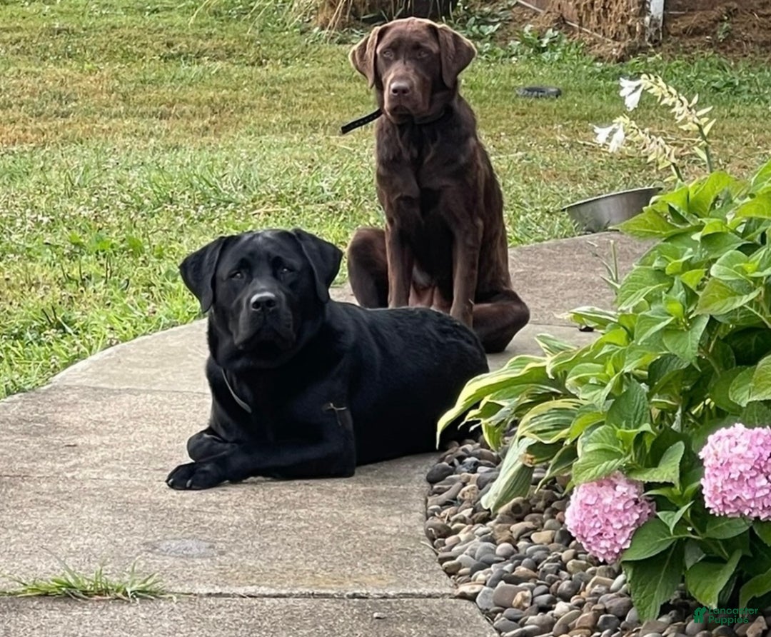 Labrador Retriever dogs for sale: Labrador Retriever Puppy 3 - Ad 2