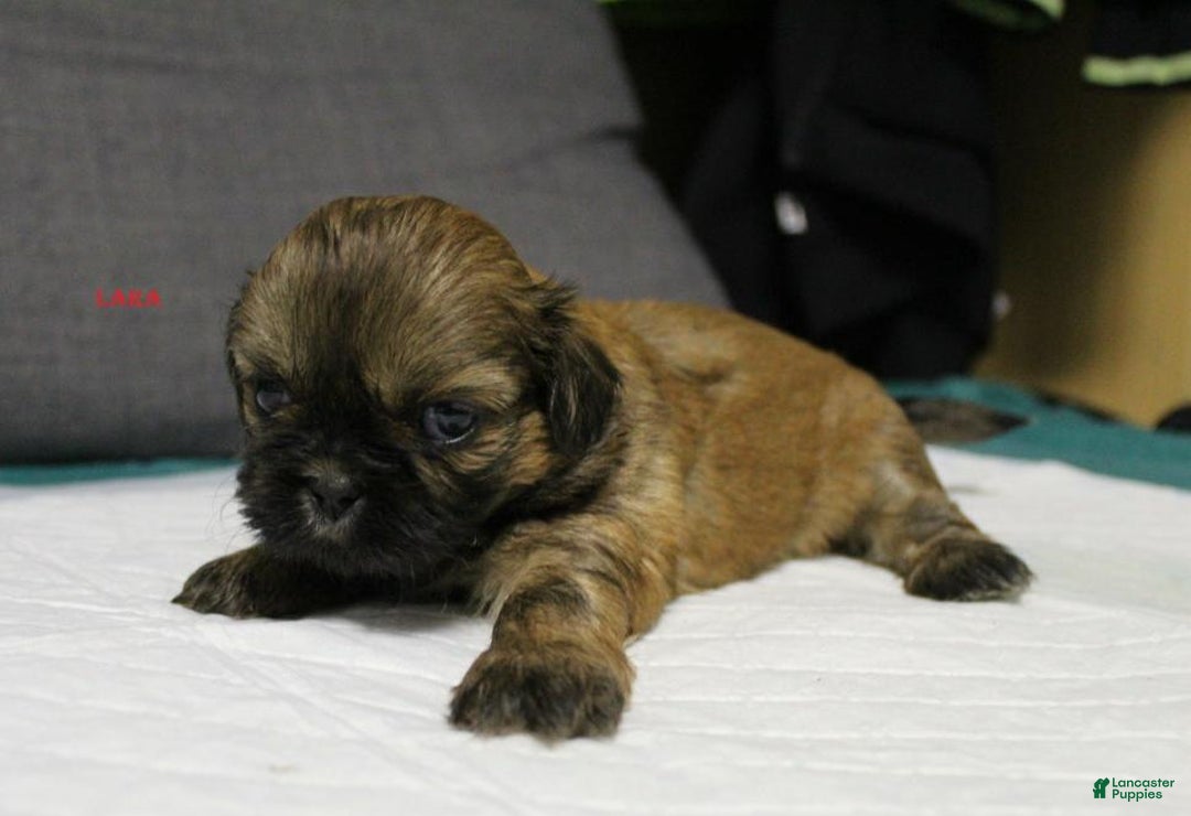 Shih Tzu dogs for sale: Link - Ad 13