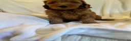 Goldendoodle dogs for sale: Blue - Ad 4