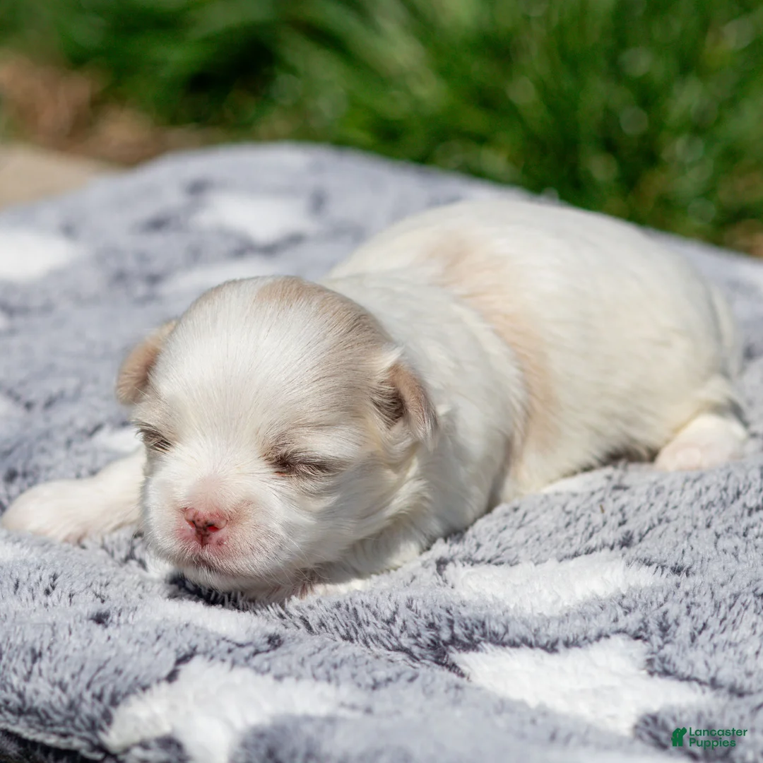 Maltese dogs for sale: Millie Maltese Puppy  - Ad 1