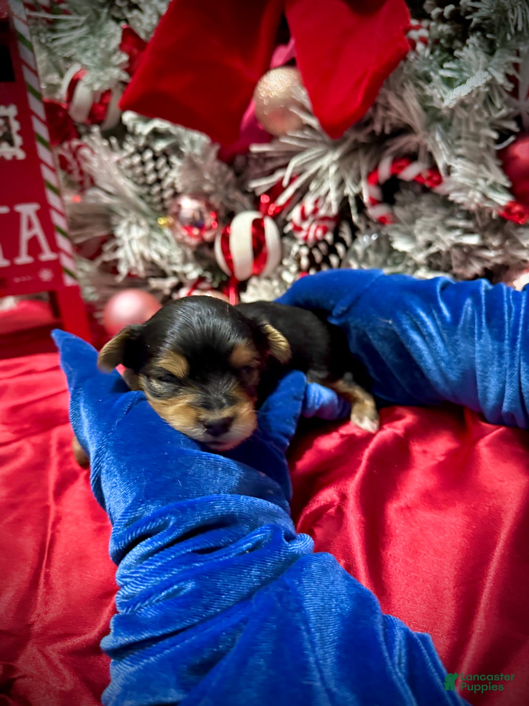 Yorkshire Terrier dogs for sale: Fettuccine  - Ad 15