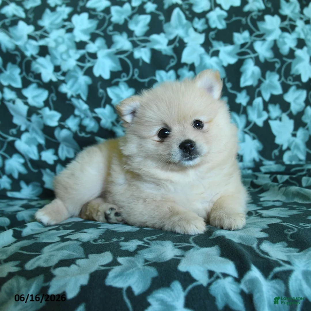 Pomeranian dogs for sale: Petunia - Ad 2