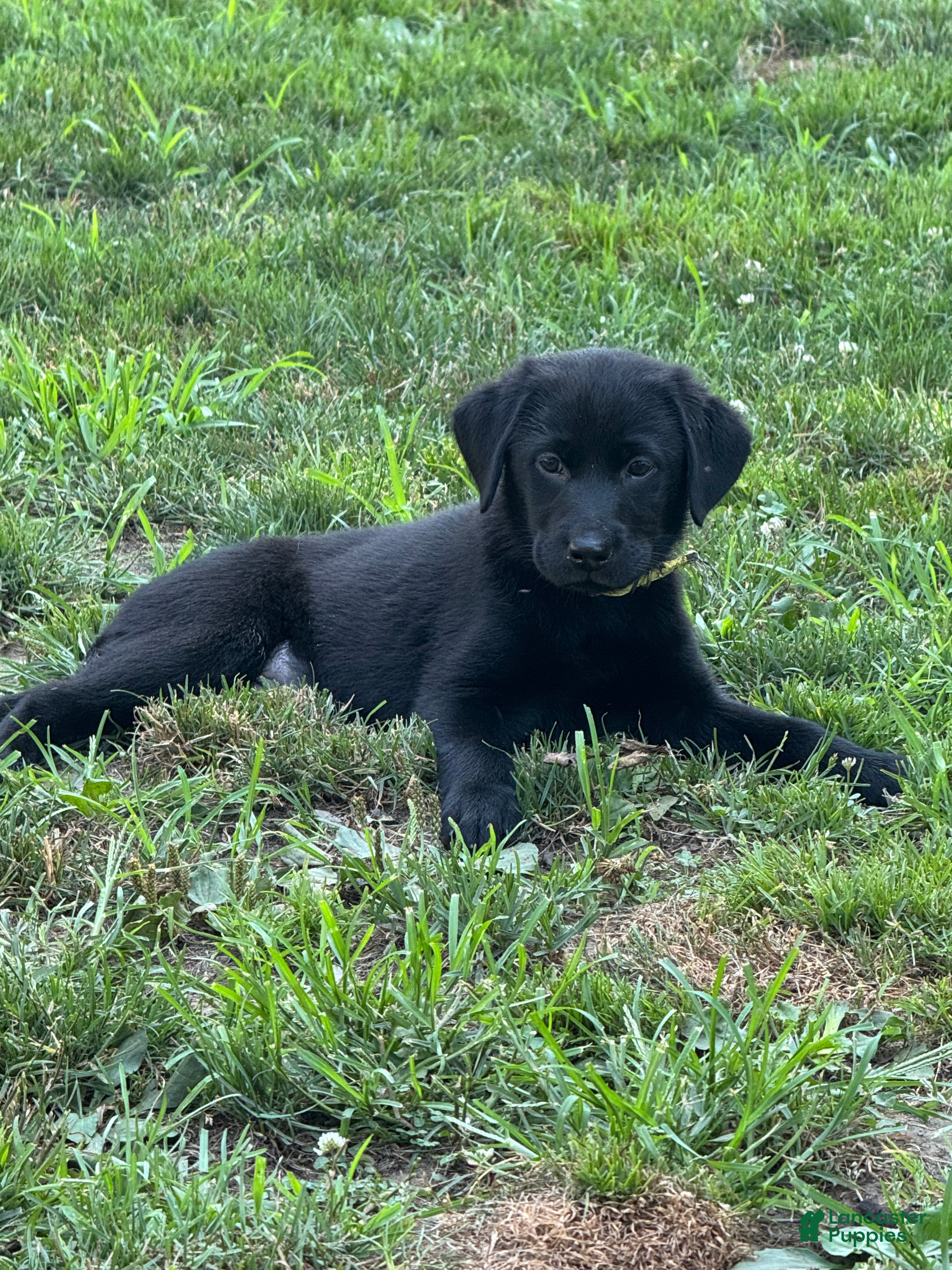 Labrador Retriever dogs Ruger - Ad 2