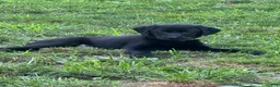 Labrador Retriever dogs for sale: Ruger - Ad 2