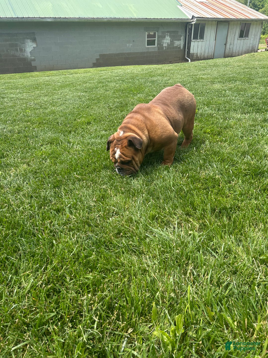 English Bulldog dogs for sale: Oscar  - Ad 3