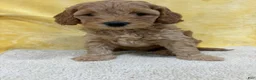 Mini Goldendoodle dogs for sale: Dakota - Ad 6