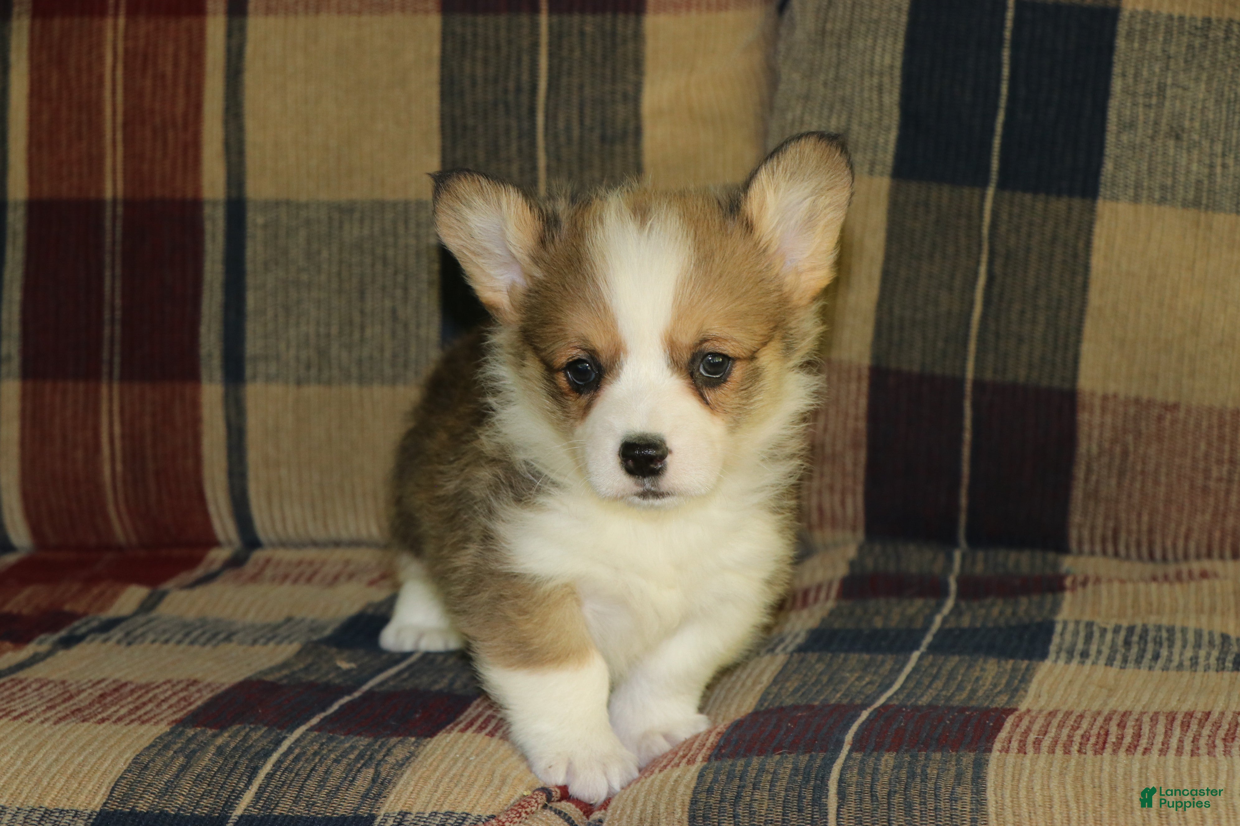 Welsh Corgi Pembroke dogs Old Man - Ad 29