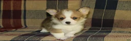 Welsh Corgi Pembroke dogs for sale: Old Man - Ad 1