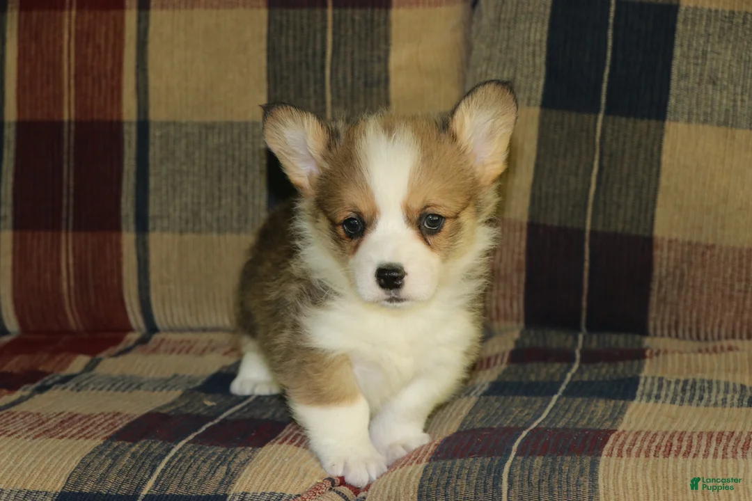 Welsh Corgi Pembroke dogs for sale: Old Man - Ad 1