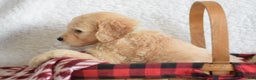 Goldendoodle dogs for sale: Goldendoodle Puppy 6 - Ad 2