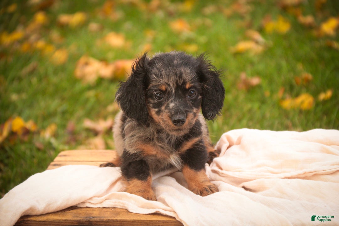 Miniature Dachshund dogs Blue Miniature Dachshund  - Ad 1
