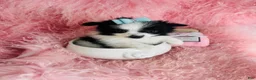 Maltipom dogs for sale: Maltipom Puppy 1 - Ad 1
