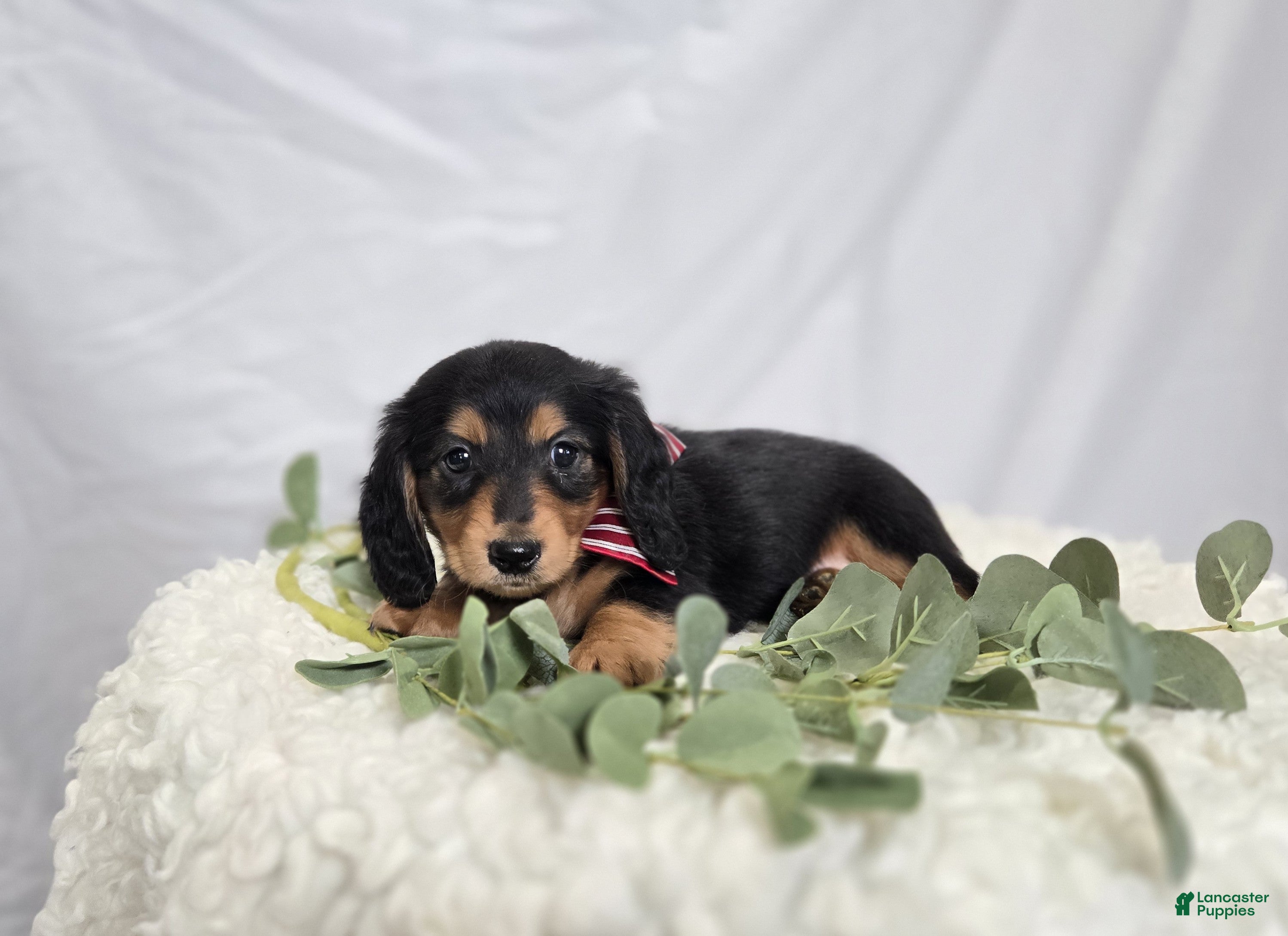 Miniature Dachshund dogs Albert - Ad 1