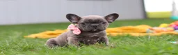 French Bulldog dogs for sale: Lucy - Ad 4