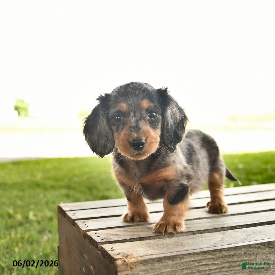 Miniature Dachshund dogs Ninja  - Ad 2