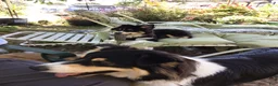 Australian Shepherd dogs for sale: Australian Shepherd 3 Freckles - Ad 9